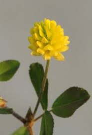 Attēlu rezultāti vaicājumam “Medicago lupulina flower”