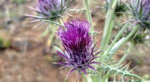 Image result for Ptilostemon afer