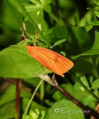 Attēlu rezultāti vaicājumam “Diacrisia sannio female”