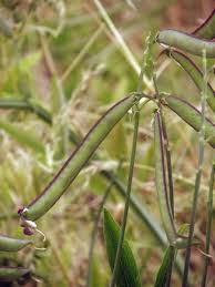 Attēlu rezultāti vaicājumam “Lathyrus sylvestris fruit”