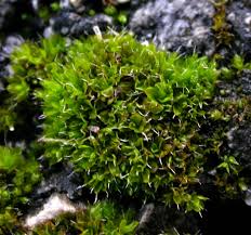 Attēlu rezultāti vaicājumam “Tortula muralis”