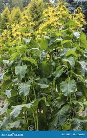 Attēlu rezultāti vaicājumam “Inula britannica bud”