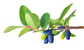 Attēlu rezultāti vaicājumam “Lonicera caerulea var. pallasii fruit”