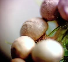 Attēlu rezultāti vaicājumam “Diderma umbilicatum macro”