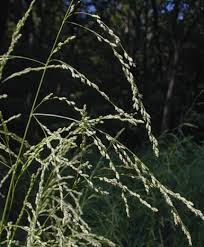 Attēlu rezultāti vaicājumam “Glyceria striata fruit”