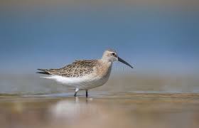 Attēlu rezultāti vaicājumam “Calidris ferruginea”