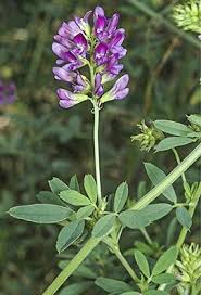 Attēlu rezultāti vaicājumam “Medicago”