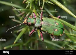 Attēlu rezultāti vaicājumam “Cicindela campestris”