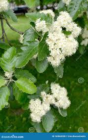 Attēlu rezultāti vaicājumam “Sorbus intermedia”