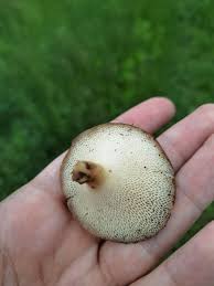 Attēlu rezultāti vaicājumam “Polyporus tuberaster”