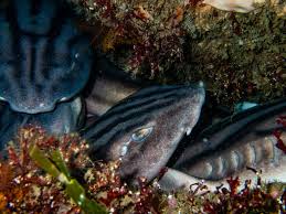 Image result for Poroderma africanum