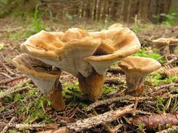 Attēlu rezultāti vaicājumam “Onnia tomentosa”