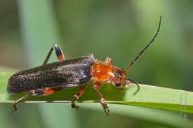 Attēlu rezultāti vaicājumam “Cantharis livida”