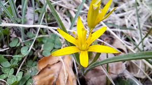 Attēlu rezultāti vaicājumam “Gagea pratensis flower”