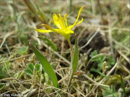 Attēlu rezultāti vaicājumam “Gagea pratensis”