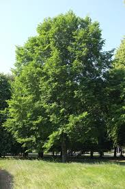 Attēlu rezultāti vaicājumam “Ulmus x hollandica”