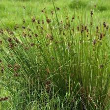 Attēlu rezultāti vaicājumam “Juncus conglomeratus”