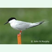 Image result for Sterna dougallii