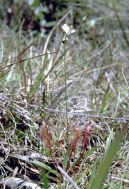 Attēlu rezultāti vaicājumam “Drosera anglica flower”