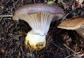 Attēlu rezultāti vaicājumam “Gomphidius glutinosus”