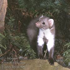Attēlu rezultāti vaicājumam “Martes foina”