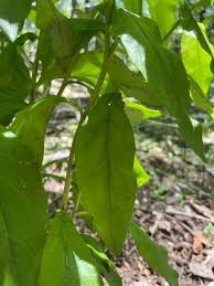 Attēlu rezultāti vaicājumam “Hieracium umbellatum bud”