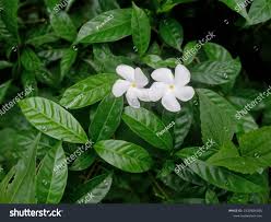 Attēlu rezultāti vaicājumam “Apocynaceae”