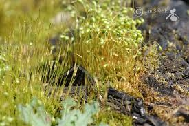 Attēlu rezultāti vaicājumam “Funaria hygrometrica”