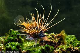 Image result for Pterois radiata