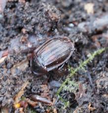 Attēlu rezultāti vaicājumam “Phosphuga atrata”