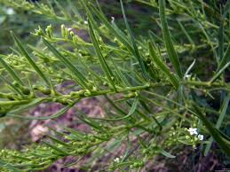 Attēlu rezultāti vaicājumam “Thesium alpinum leaf”