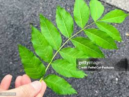 Attēlu rezultāti vaicājumam “Fraxinus excelsior leaf”