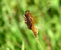 Attēlu rezultāti vaicājumam “Sympetrum flaveolum”