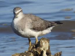 Image result for Tringa brevipes