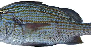 Image result for Haemulon carbonarium