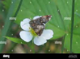 Attēlu rezultāti vaicājumam “Panemeria tenebrata”