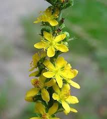 Attēlu rezultāti vaicājumam “Agrimonia pilosa”