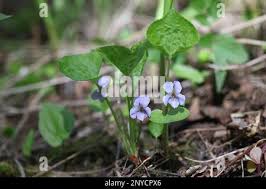 Attēlu rezultāti vaicājumam “Viola mirabilis leaf”