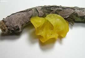 Attēlu rezultāti vaicājumam “Tremella mesenterica”