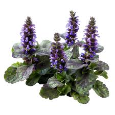 Attēlu rezultāti vaicājumam “Ajuga reptans”