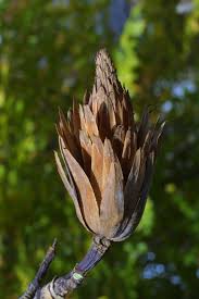 Attēlu rezultāti vaicājumam “Liriodendron tulipifera bud”