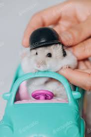 Image result for хомяк