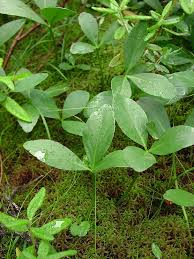 Attēlu rezultāti vaicājumam “Menyanthes trifoliata”