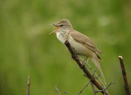 Image result for Acrocephalus aedon