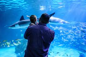 Image result for South Axholme Sharks Asc