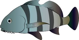 Image result for Pogonias cromis