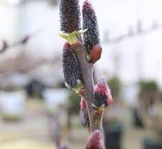 Attēlu rezultāti vaicājumam “Salix daphnoides subsp. acutifolia”