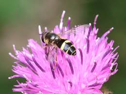 Attēlu rezultāti vaicājumam “Dasysyrphus tricinctus”