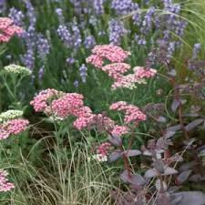 Attēlu rezultāti vaicājumam “Carex globularis flower”