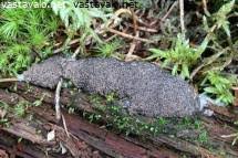 Attēlu rezultāti vaicājumam “Siphoptychium violaceum young”